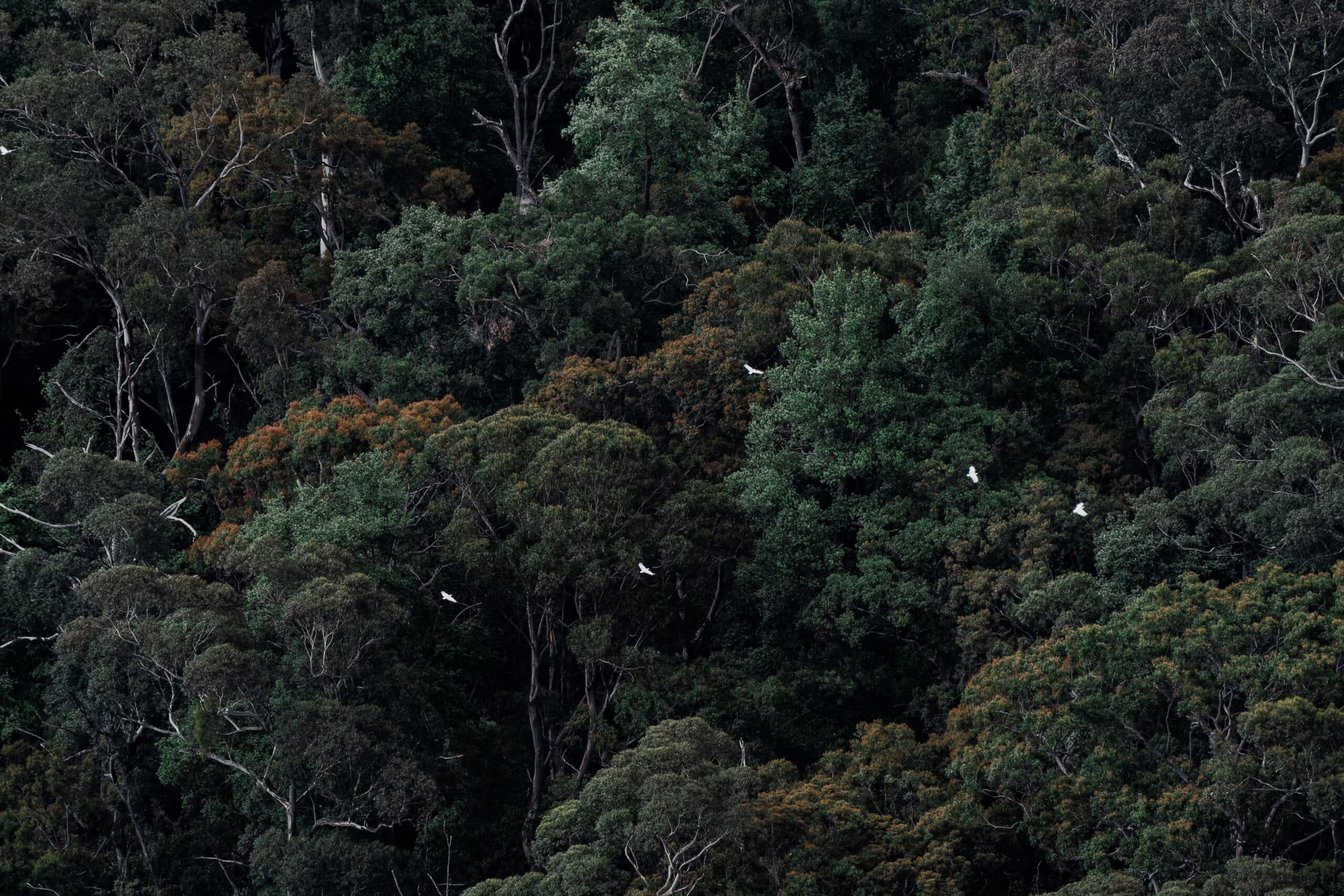 Partnership opportunity with Into The Wild Escapes – showcasing a serene nature setting and a secluded tiny home.