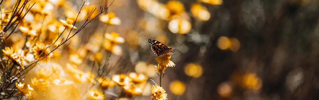 A yellow butterfly landing on a yellow flowers in Victoria's Daylesford region.