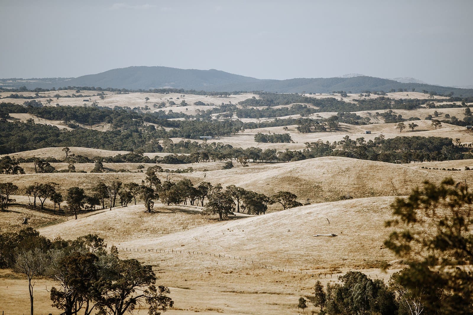 Tiny Norah is named after Norah in Mary Grant Bruce’s Billabong series.