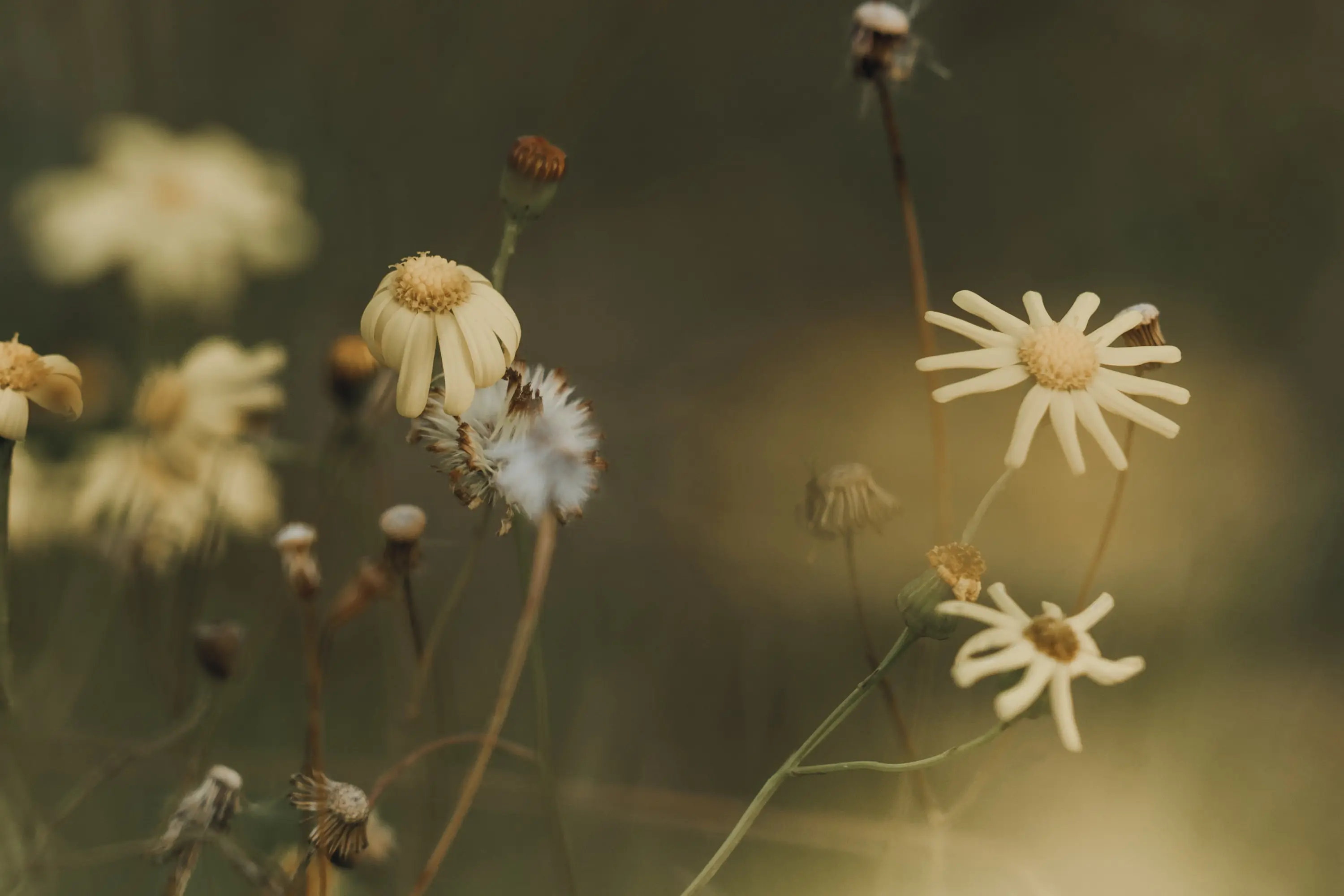 Tiny Georgie is named after the classic English nursery rhyme, Georgie Porgie.