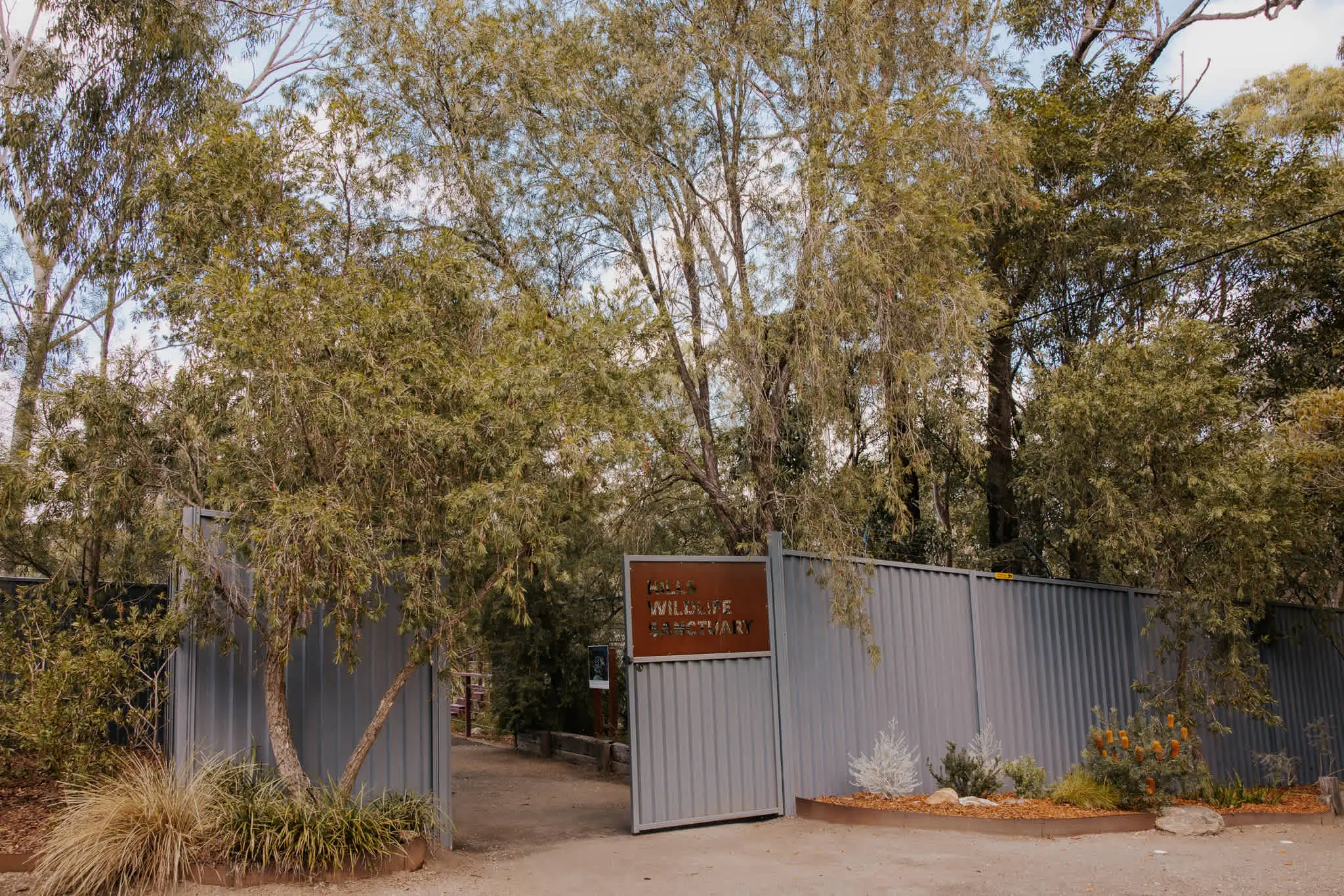 The Two Wallabies’ by Henry Cook Jakamara weaves a traditional Warlpiri Dreaming narrative of kinship, survival and spiritual connection to the land.
