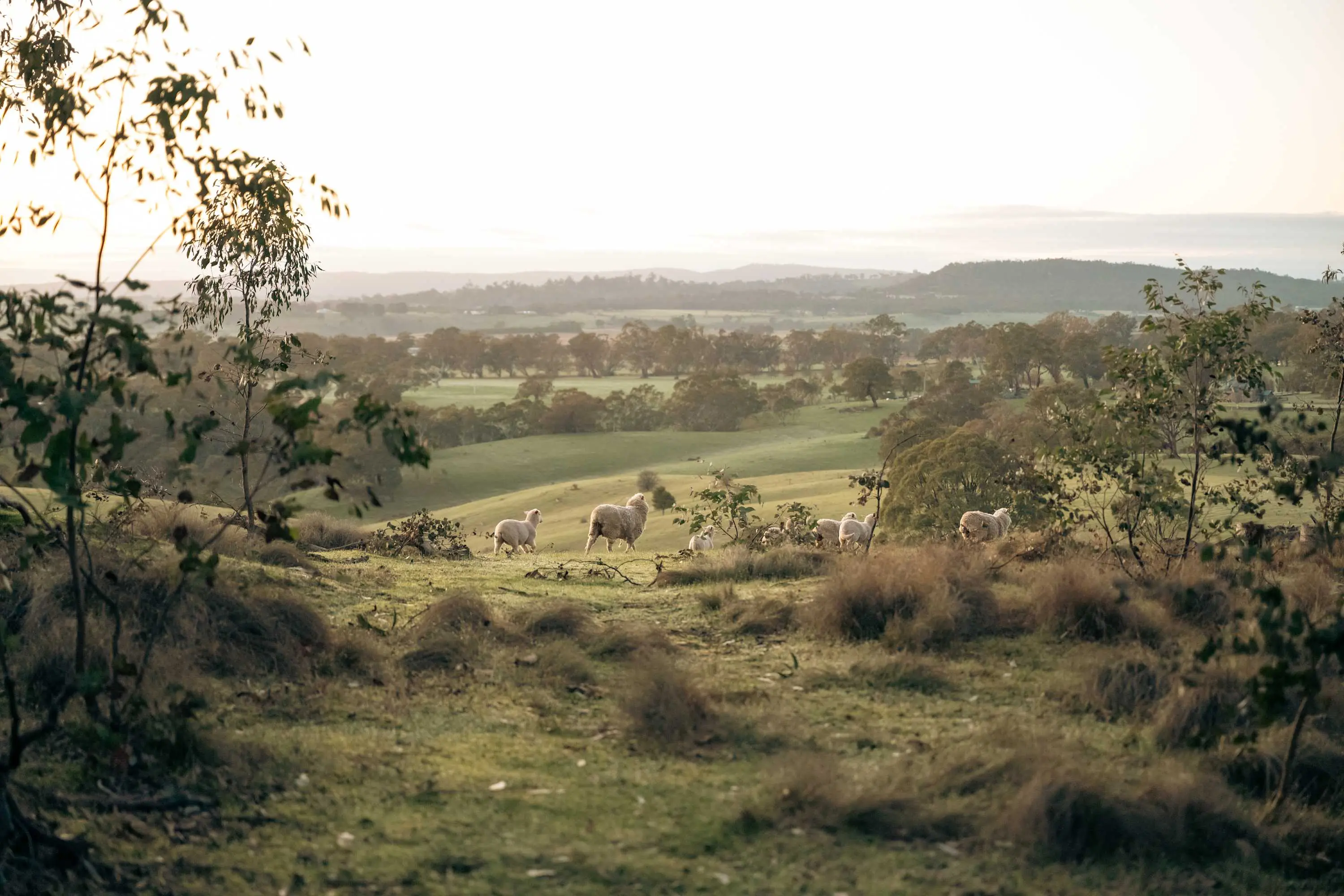 Named after the brilliant American novelist Harper Lee.